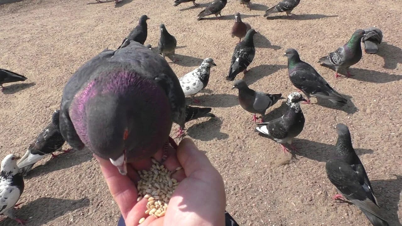 Можно ли давать голубям рис