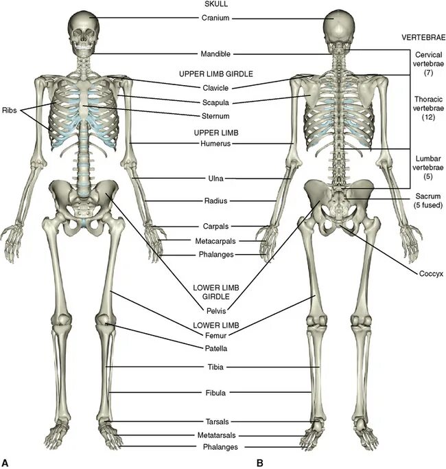 Скелет человека с названием суставов. Строение скелета человека суставы. Скелет с названием суставов. Схема суставов человека.