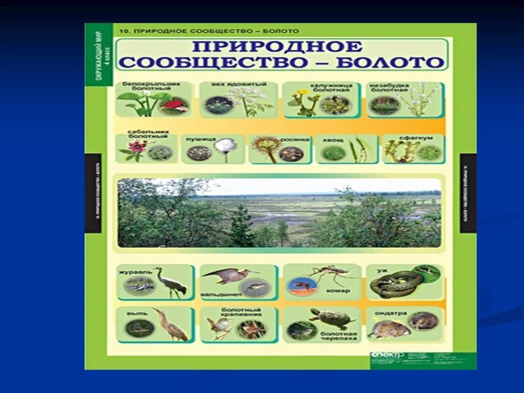 Разнообразие природных сообществ 5 класс пасечник. Природные сообщества. Картины с изображением природных сообществ. Природные сообщества биология. Разнообразие природных сообществ.