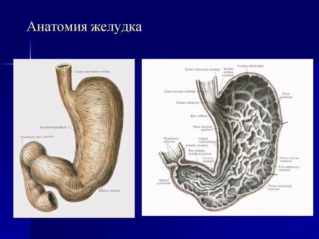 4 части желудка. Строение желудка человека схема. Строение желудка анатомия.