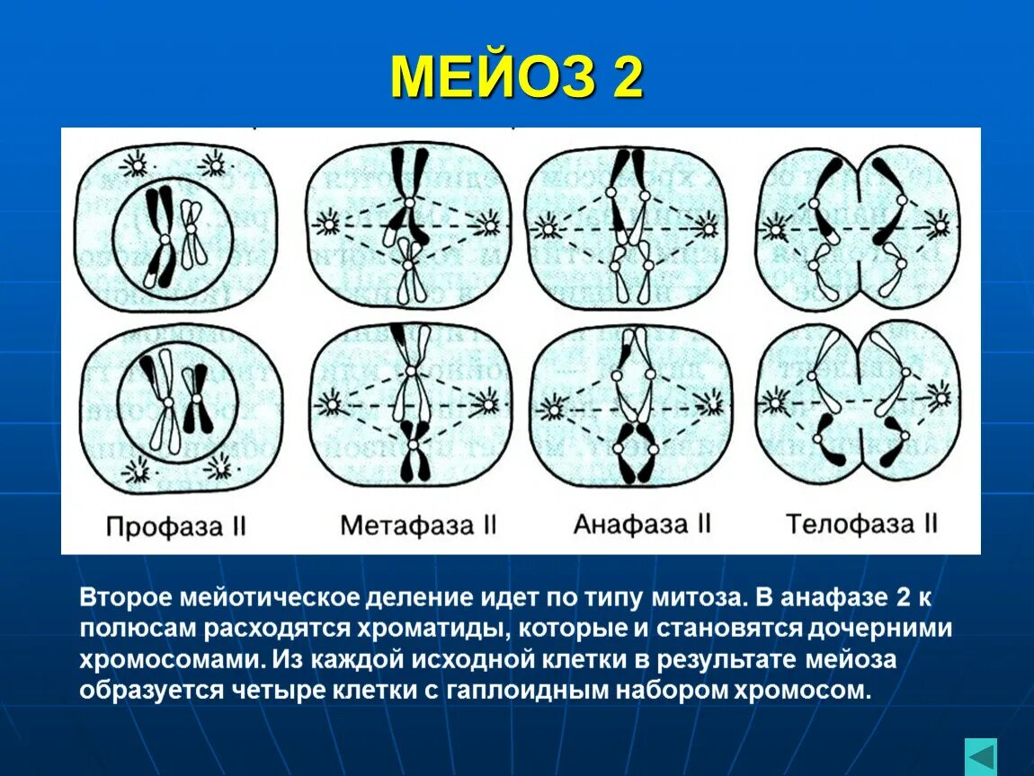 Как называется стадия мейоза. Фазы мейоза метафаза 1. фазы мейоза 2 деление. метафаза мейоза 1 и 2. анафаза второго деления мейоза.