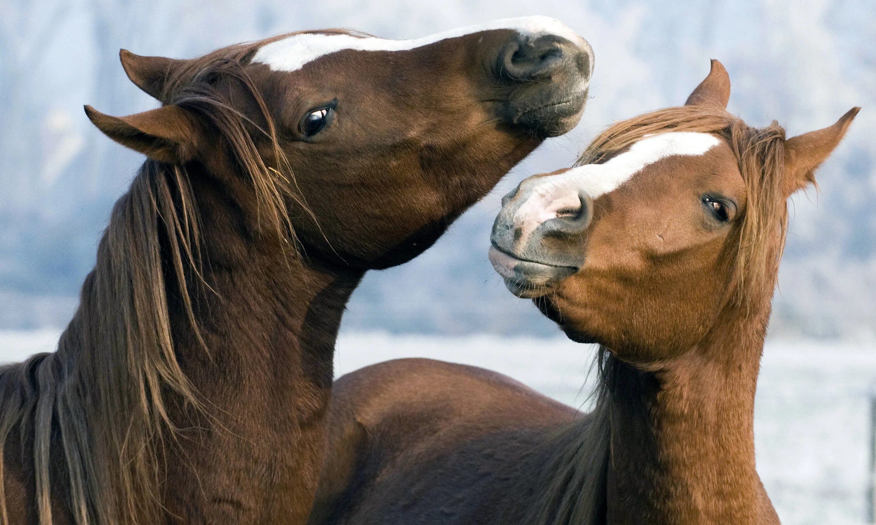 Лошадь. Пара лошадей. Две лошади. Лошади любовь. Two horse