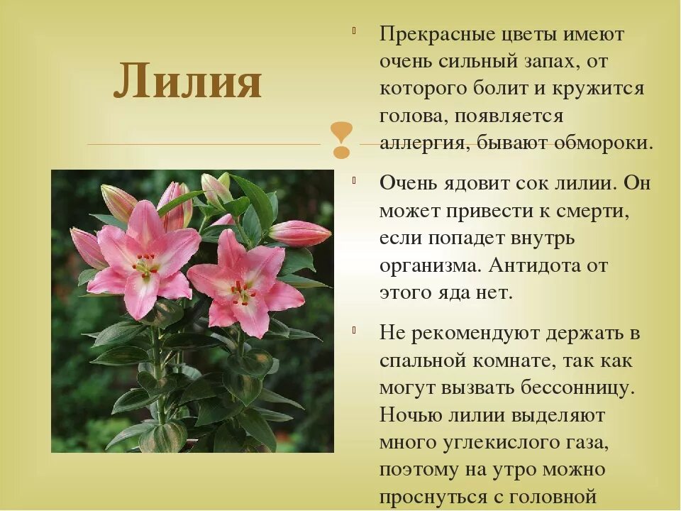 Лилия какой класс