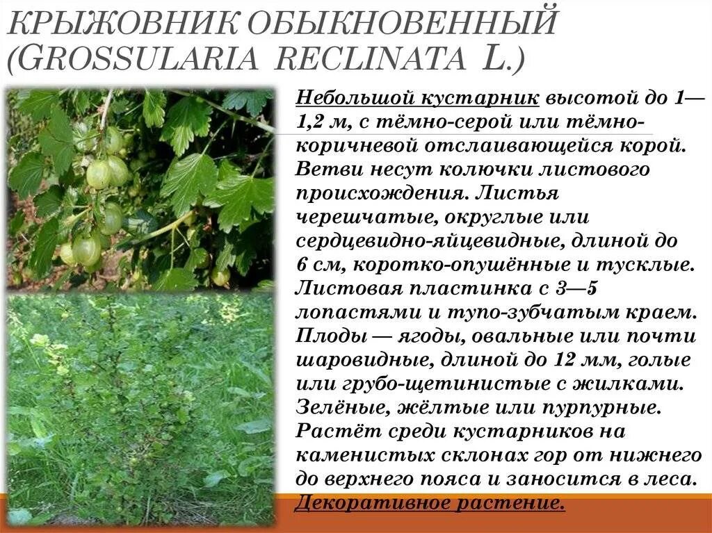 Подробное краткое содержание крыжовник. Сорт крыжовника гаркате. крыжовник гаркате описание. кустарник крыжовник описание.
