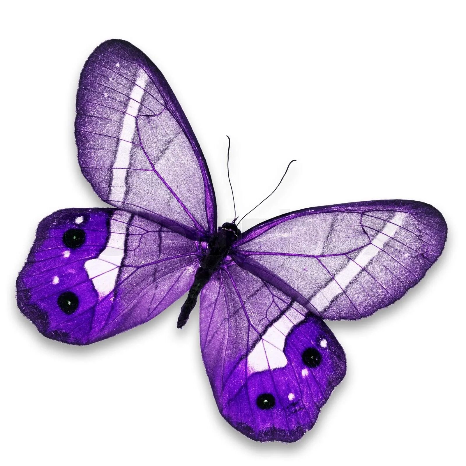 Фиолетовые бабочки картинки. Сиреневые бабочки. Бабочка фиолетовая. Бабочки сиреневые на белом фоне. Бабочки бело фиолетовые.