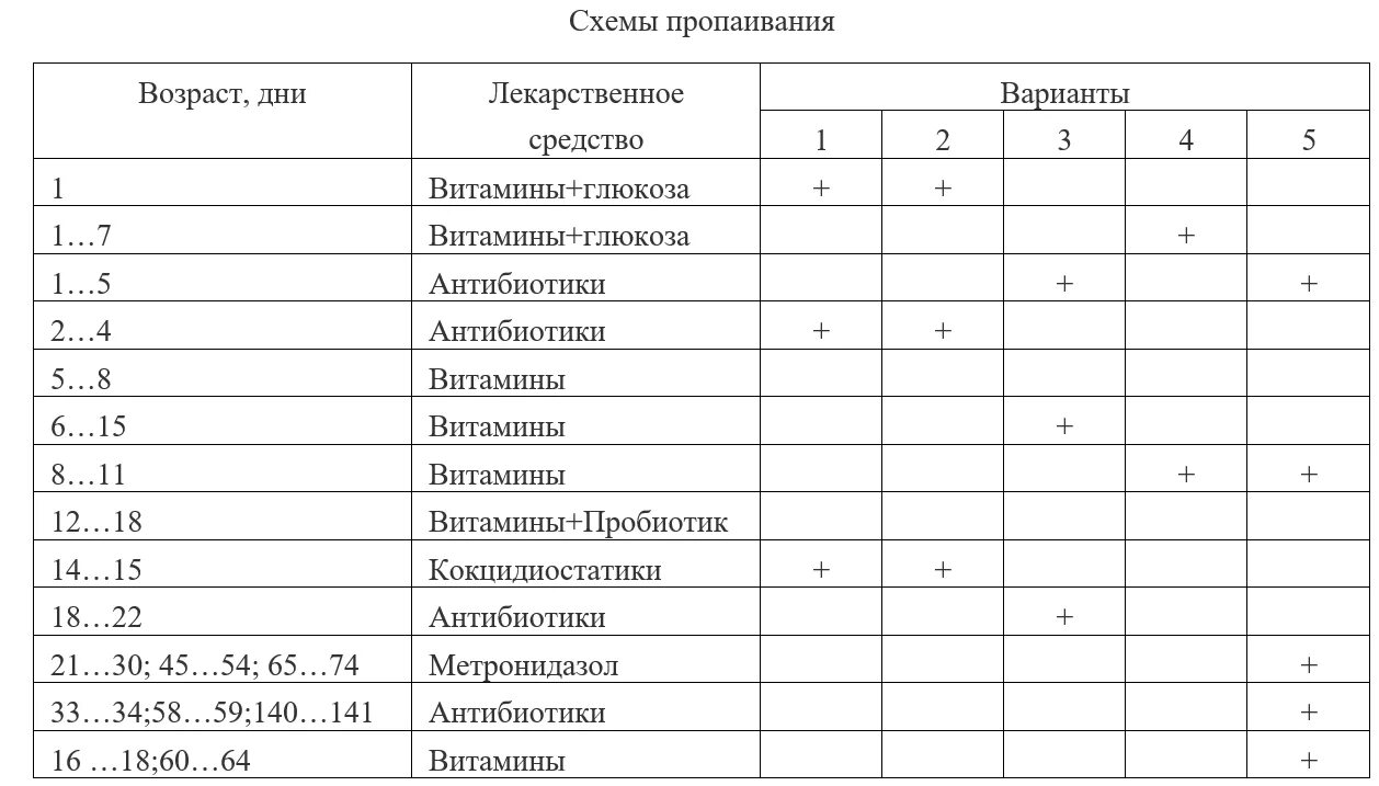 Пропойка цыплят с первого дня. Схема пропойки индюшат. Схема пропойки индюшат с 1 дней. Схема пропойки индюшата бройлерные. Схема пропойки индюшат с первого.