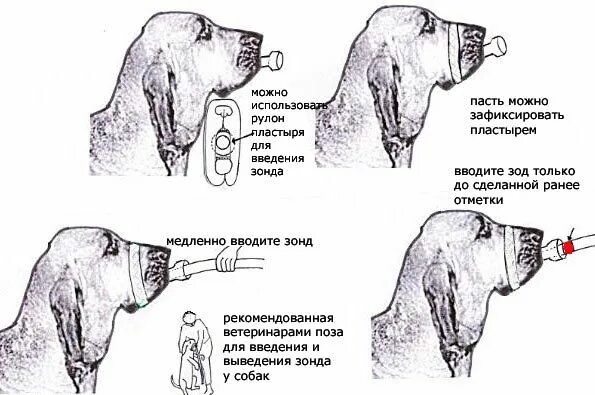 Как прервать собак. Зондирование желудка собаки. промывание желудка собаке. техника введения зонда у собак.