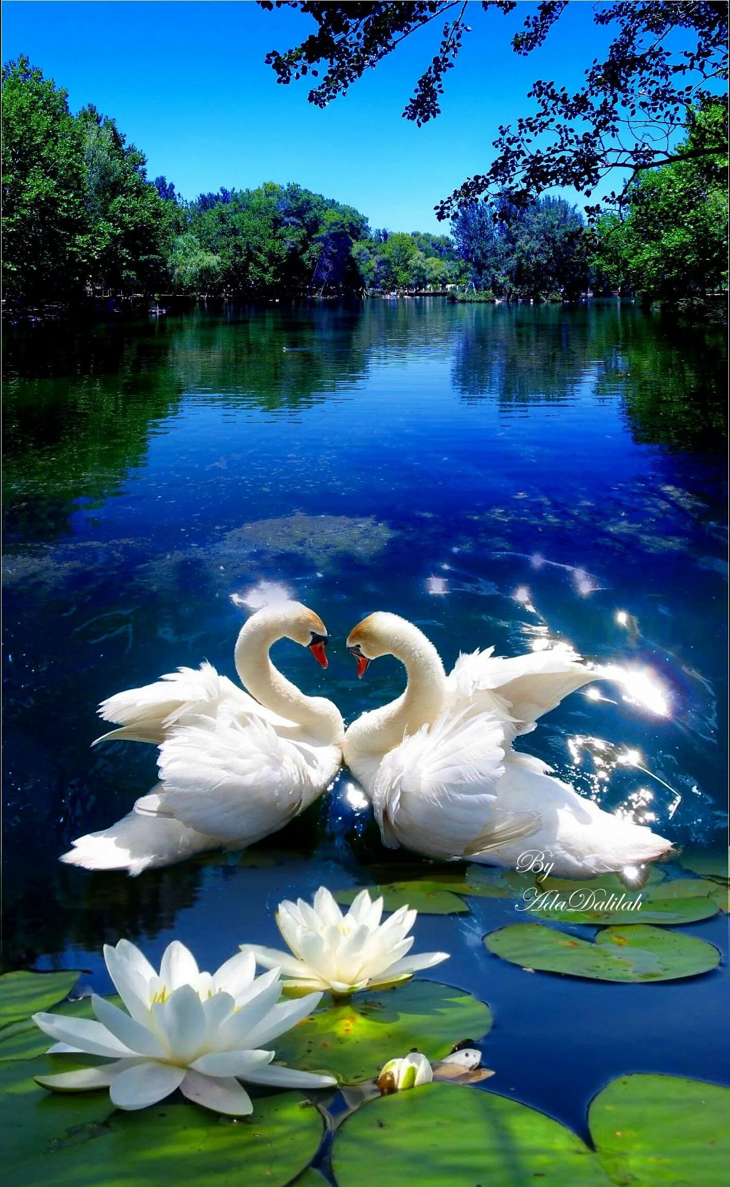 Прекрасные лебеди. Красивая природа с лебедями. Лебедь картинка. Лебеди на озере. Счастье и верность