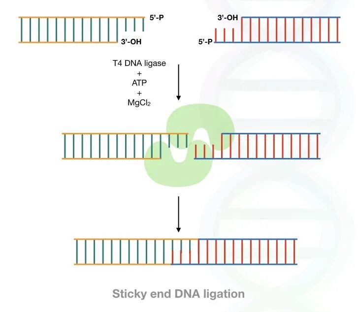 DNA ligase. T4 DNA ligase. ДНК лигазы t4. What is DNA.