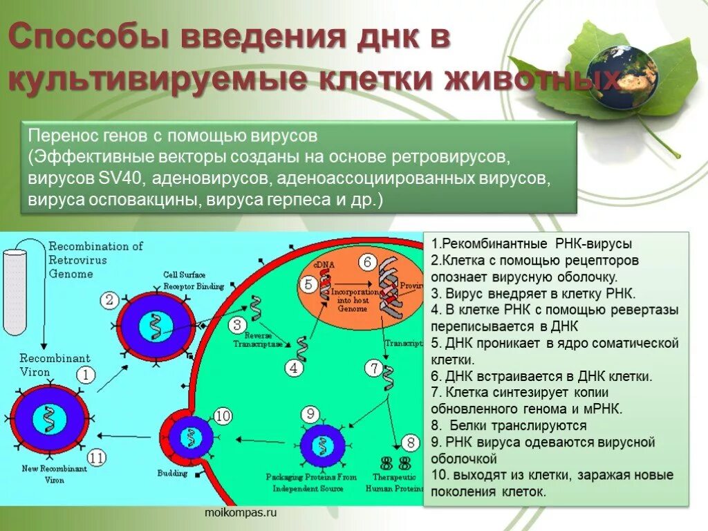 Методы введения днк. Способы введения рекомбинантных ДНК В клетки животных. Способы введения ДНК В клетку. Методы внедрения ДНК В клетку. Введение рекомбинантной ДНК В клетку.