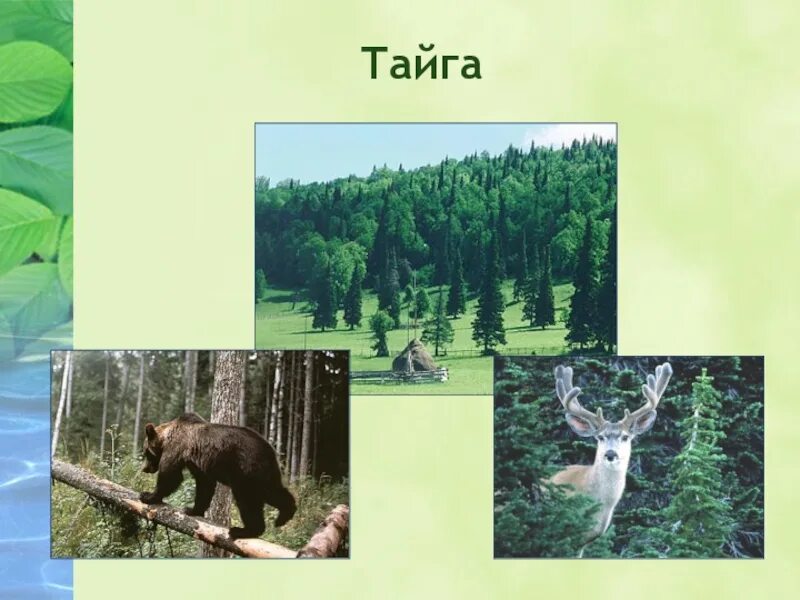 Тайга природная зона. Зона тайги в России. Природная зона Тайга 4 класс окружающий мир. Зона тайги 5 класс.