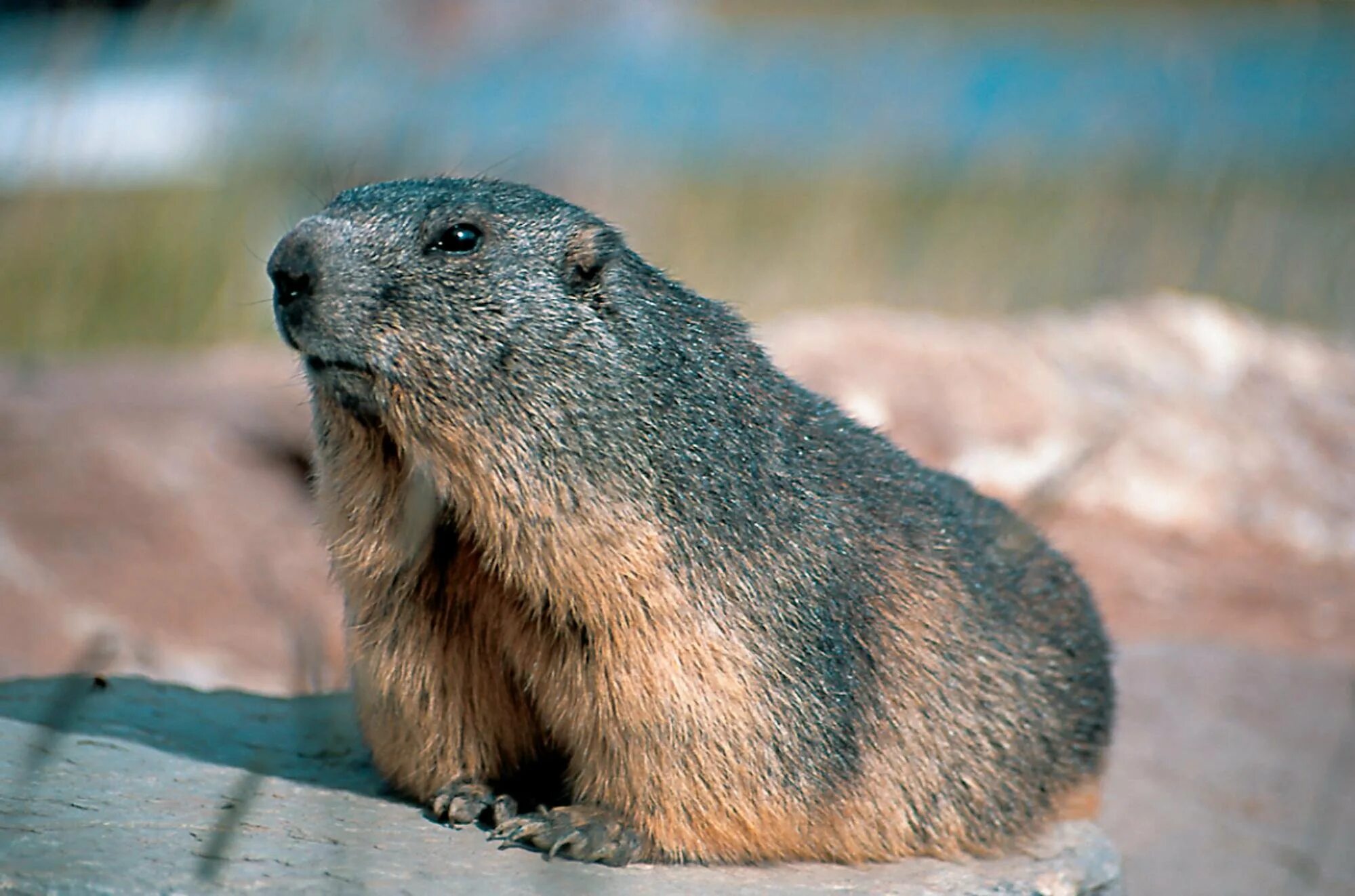 Сурок-Байбак. Монгольский сурок (Marmota sibirica). Сурок Байбак домашний. Сурок Степной, Байбак (Marmota Bobak). Купить сурка живого