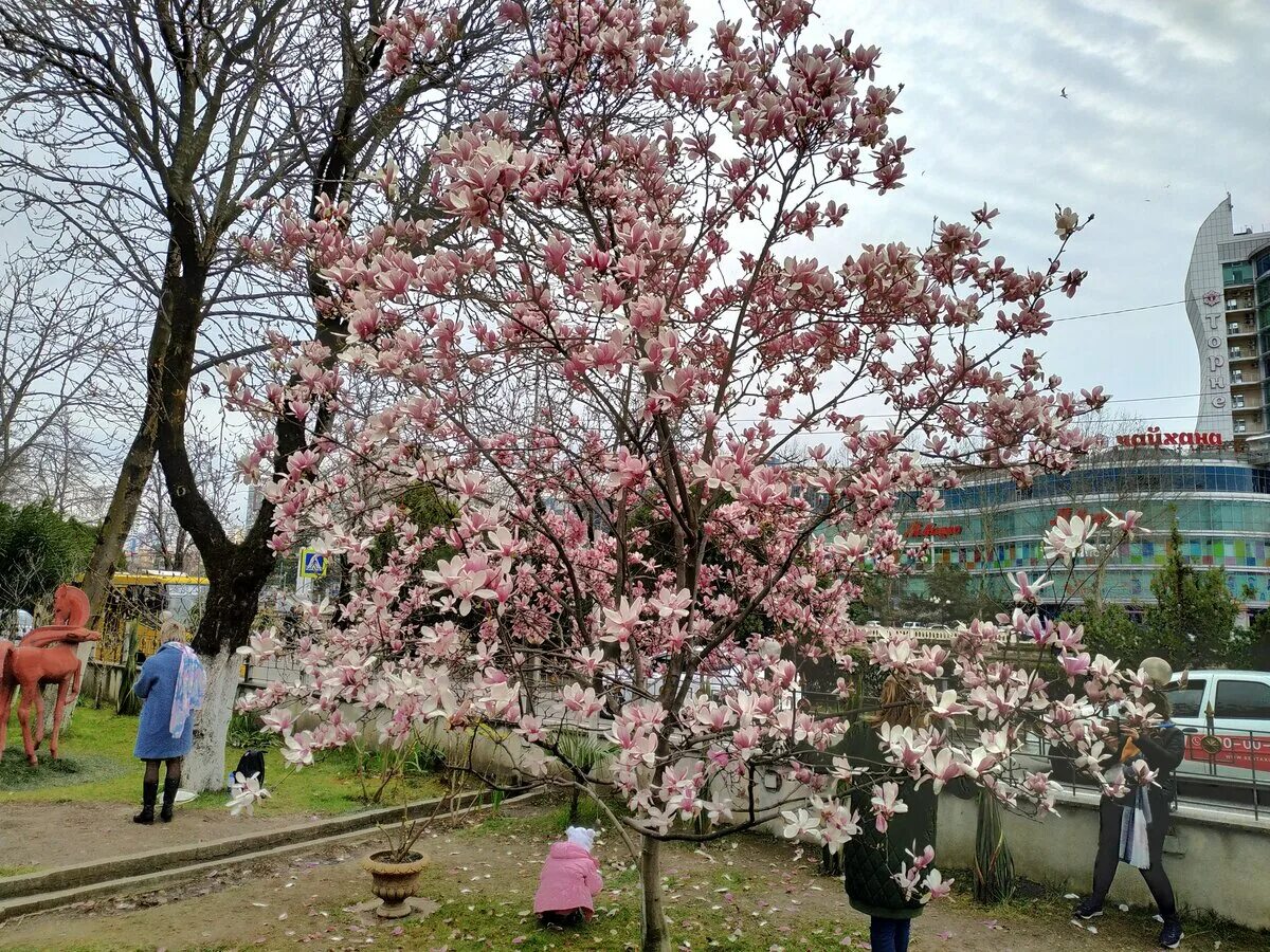 Сакура в дендрарии сочи. Черешневый сад сочи. Сакура в дендрарии сочи. Олеандр сочи дендрарий. В сочи зацвел у 2020.