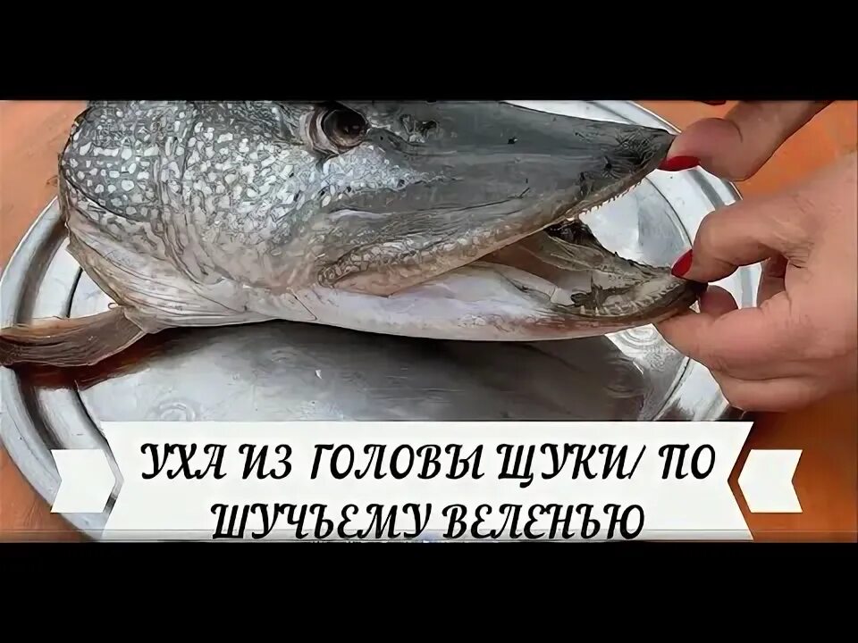 Как варить уху из головы щуки. Гнездо в голове щуки.