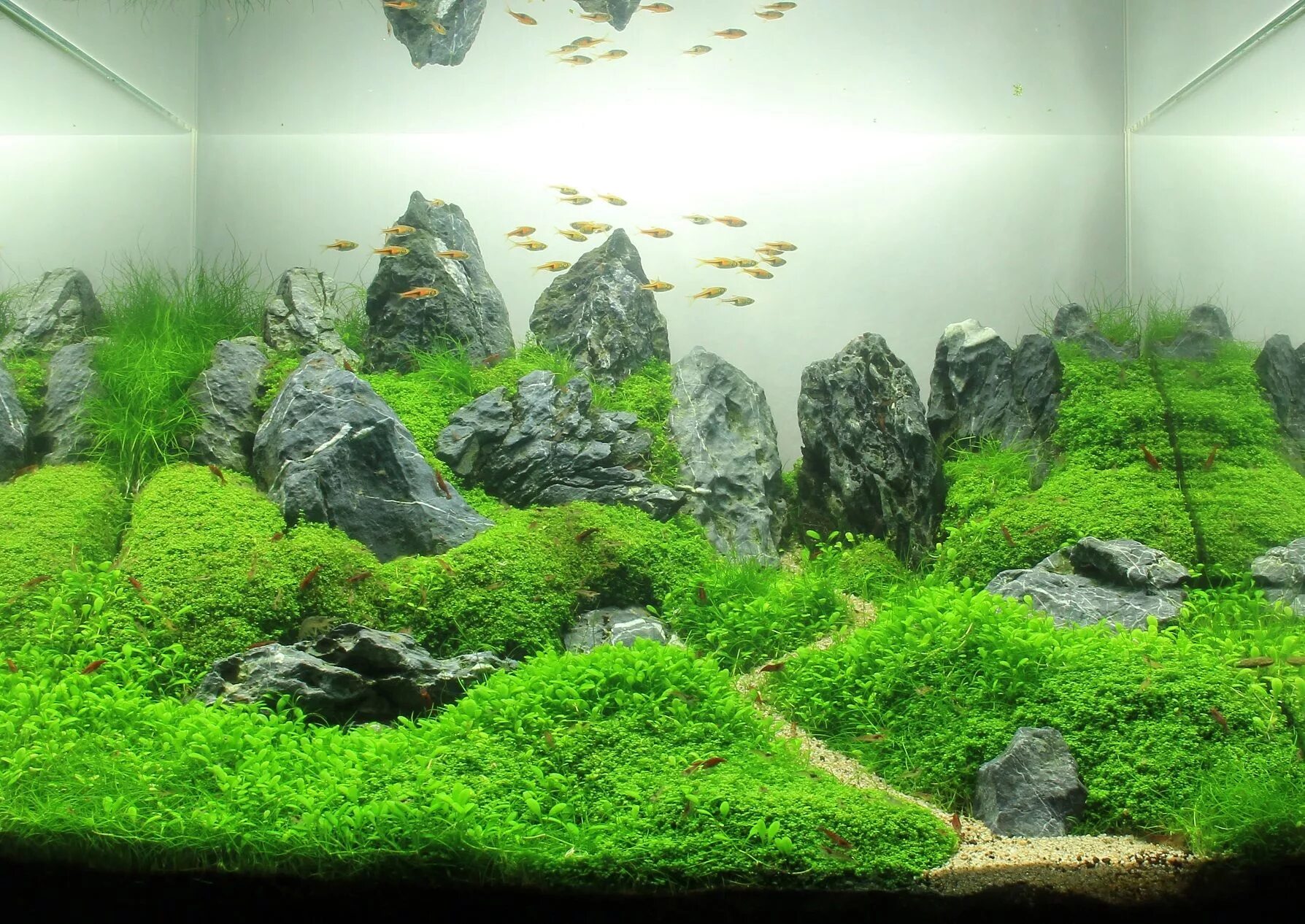 Pin by Aqua Dreams on #Аквариум идеи Aquarium fish, Fish tank, Aquarium design