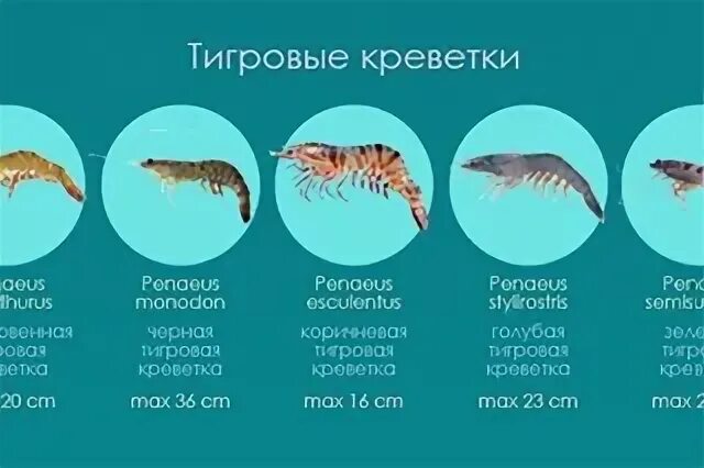 Креветки 31/40 размер. Лангустины и королевские креветки. Shrimp and prawn difference. Разновидности креветок названия. Креветки различие.