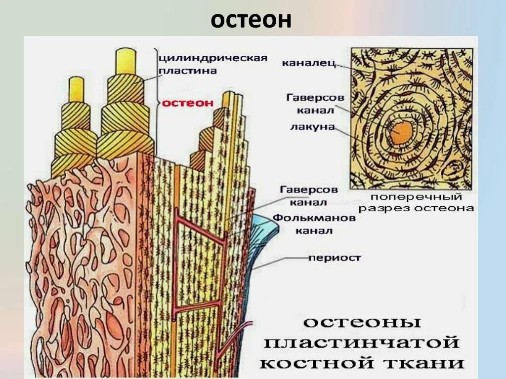 Остеон гаверсова система. Строение остеона костная ткань. Строение кости Остеон. Строение костей человека Остеон. Остеон ткань