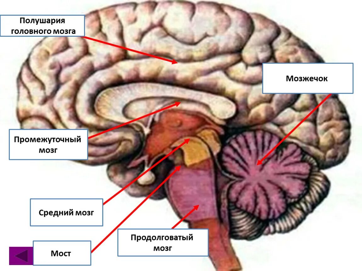 Мозг строение мозжечка анатомия. Строение головного мозга мозжечок промежуточный мозг. Продолговатый мозг,мост,средний мозг, мозжечок,промежуточный. Строение мозжечка в головном мозге.