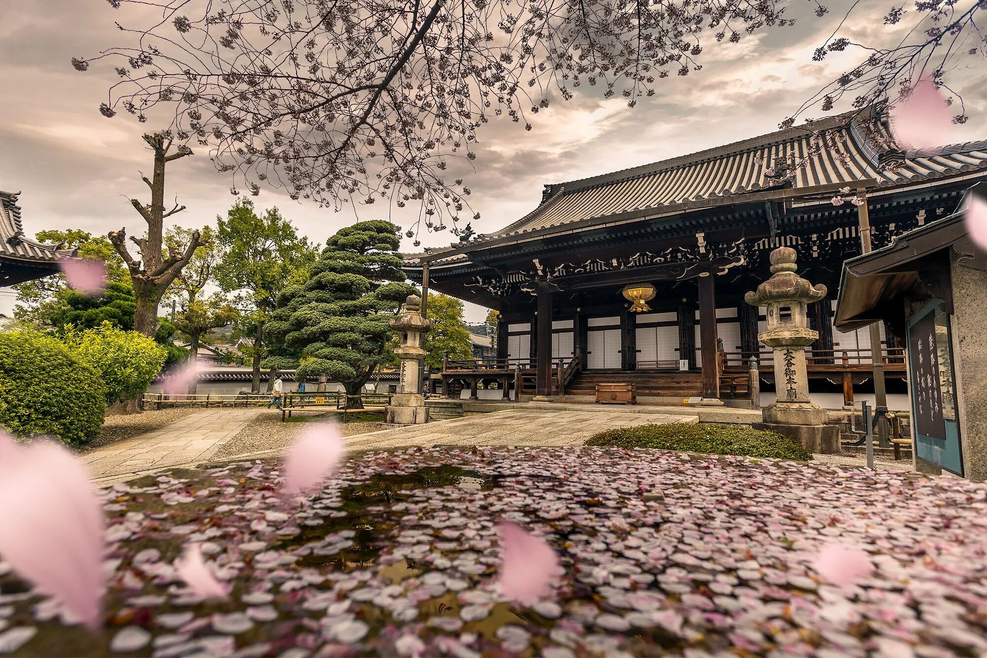 Стоки япония. Киото Япония храм Киото. Киото храм Сакура. Япония улицы Киото Сакура. Храм Япония Сток.