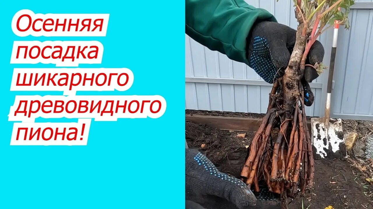 Нужно обрезать осенью древовидные пионы. Обрезка древовидных пионов. Древовидный пион обрезка на зиму. Обрезка древовидного пиона. Пион древовидный весной.