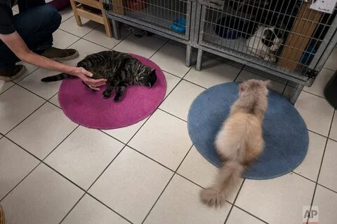 Видимо коты