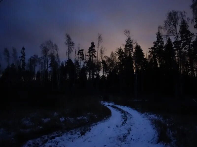 Ноябрьский лес ночью. Ноябрь лес вечер. Ноябрьский вечер в лесу. Темнеющая ночь. Все кругом быстро чернело