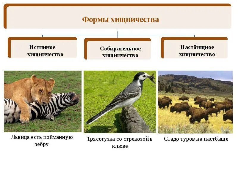 3 примера хищничества