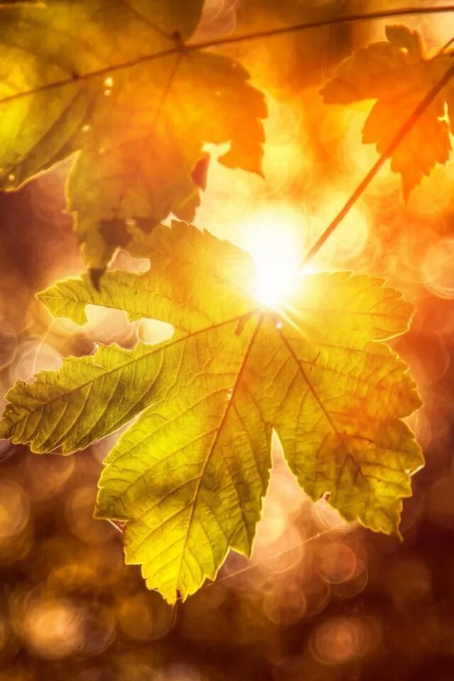 золотые листья эстетика. осенние картинки на рабочий стол. желтые листья. пора золотых листьев. пора золотых листьев.
