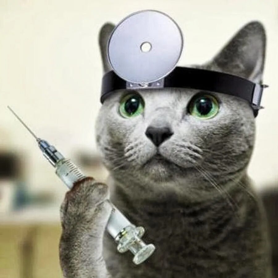 Кошечка доктор. Кот доктор. Кот доктор. Кошка врач. Коты медики.