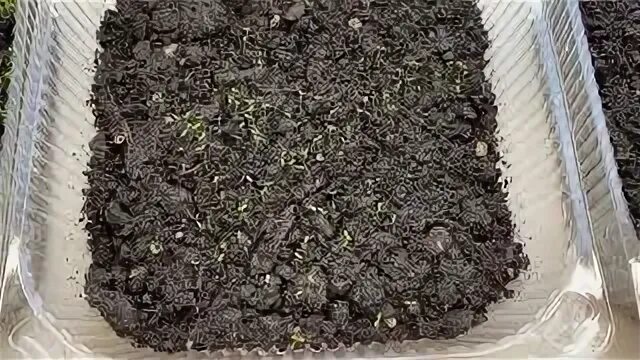 Сколько дней всходит эустома. Эустома всходы после посадки. эустома первые всходы как выглядят.