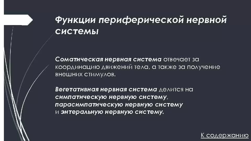 Строение и функции периферической нервной системы. Функции периферической нервной системы. периферическая нс функции. периферическая нервная система функции функции. функции пнс.