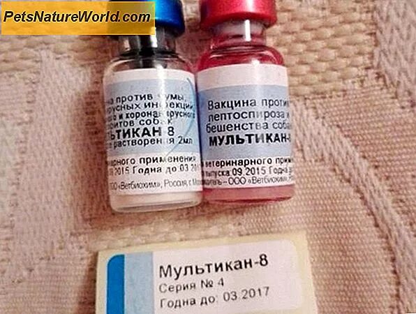 Вакцина мультикан инструкция. Мультикан-8, вакцина для собак. вакцина против чумы собак мультикан-8. мультикан 9. мультикан-6 вакцина для собак.