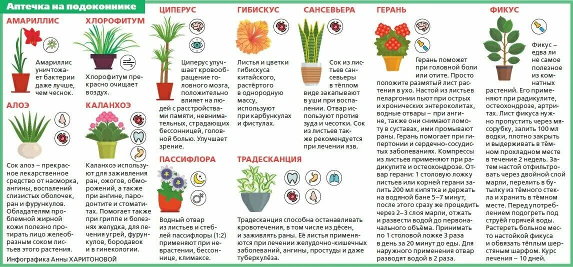 Какая растения полезна и вредна. Памятка о комнатных растениях. полезные комнатные растения. полезные домашние цветы. интересные факты о комнатных растениях.