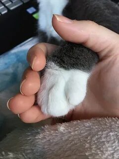 Как сделать чтобы лапка была не липкая