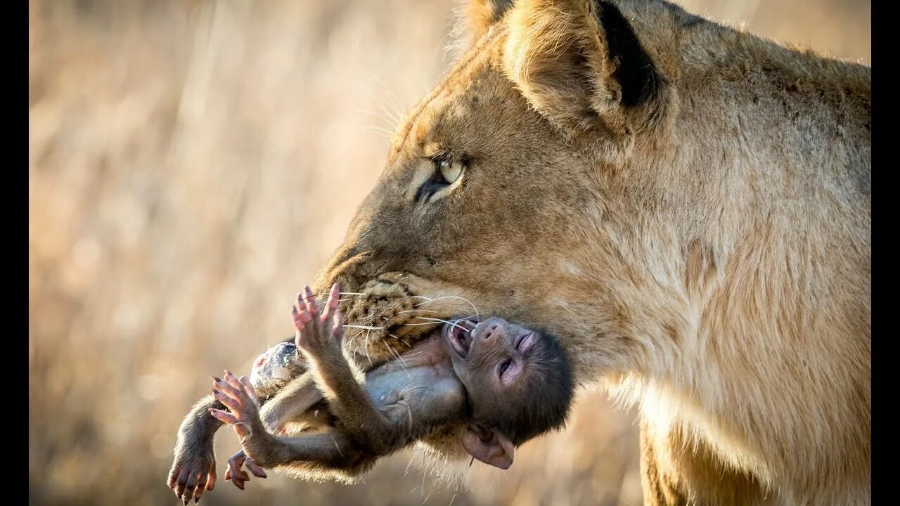 Does a lion eat leaves