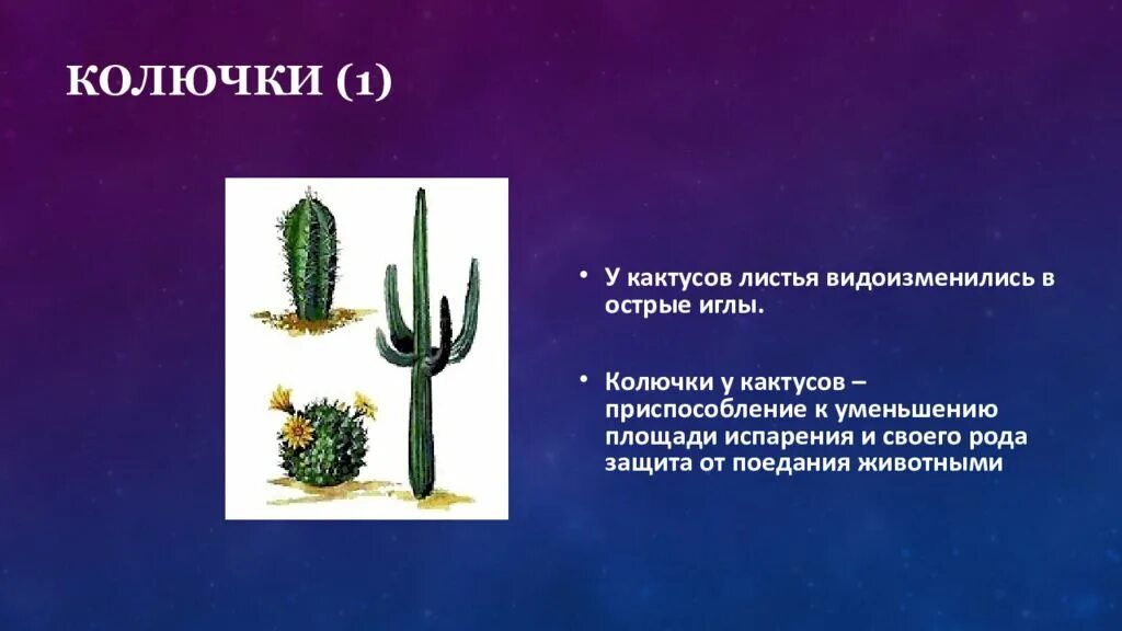 Каково значение листопада. Приспособление растений к уменьшению испарения. Каланхоэ мясистые листья. Защитные приспособления у растений. Приспособления к уменьшению испарения.