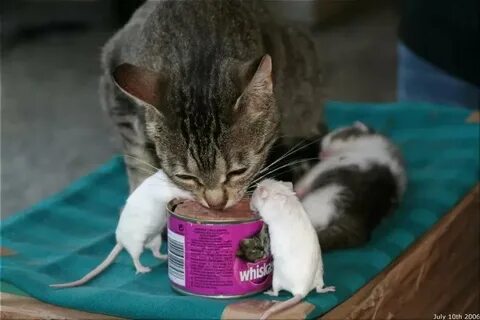 Котята выросли немножко а есть из блюдца