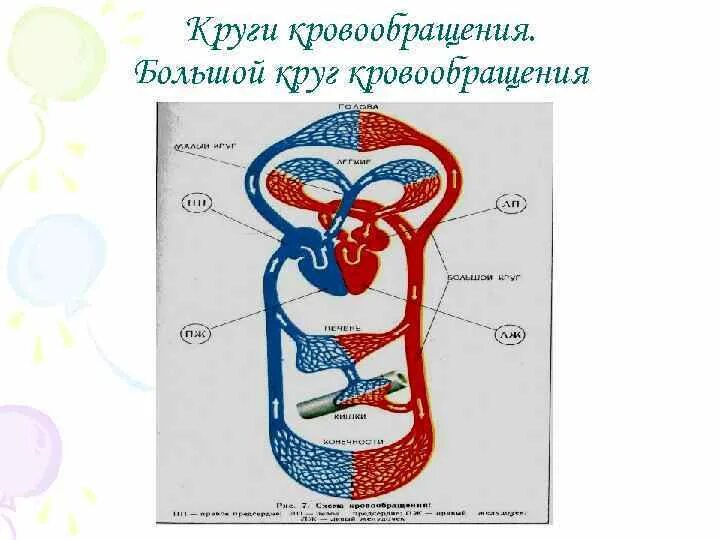 Тест строение и работа сердца круги кровообращения. Круги кроо кровообращения. интеллект карта круги кровообращения. круги кровообращения человека без подписей. ментальная карта круги кровообращения.