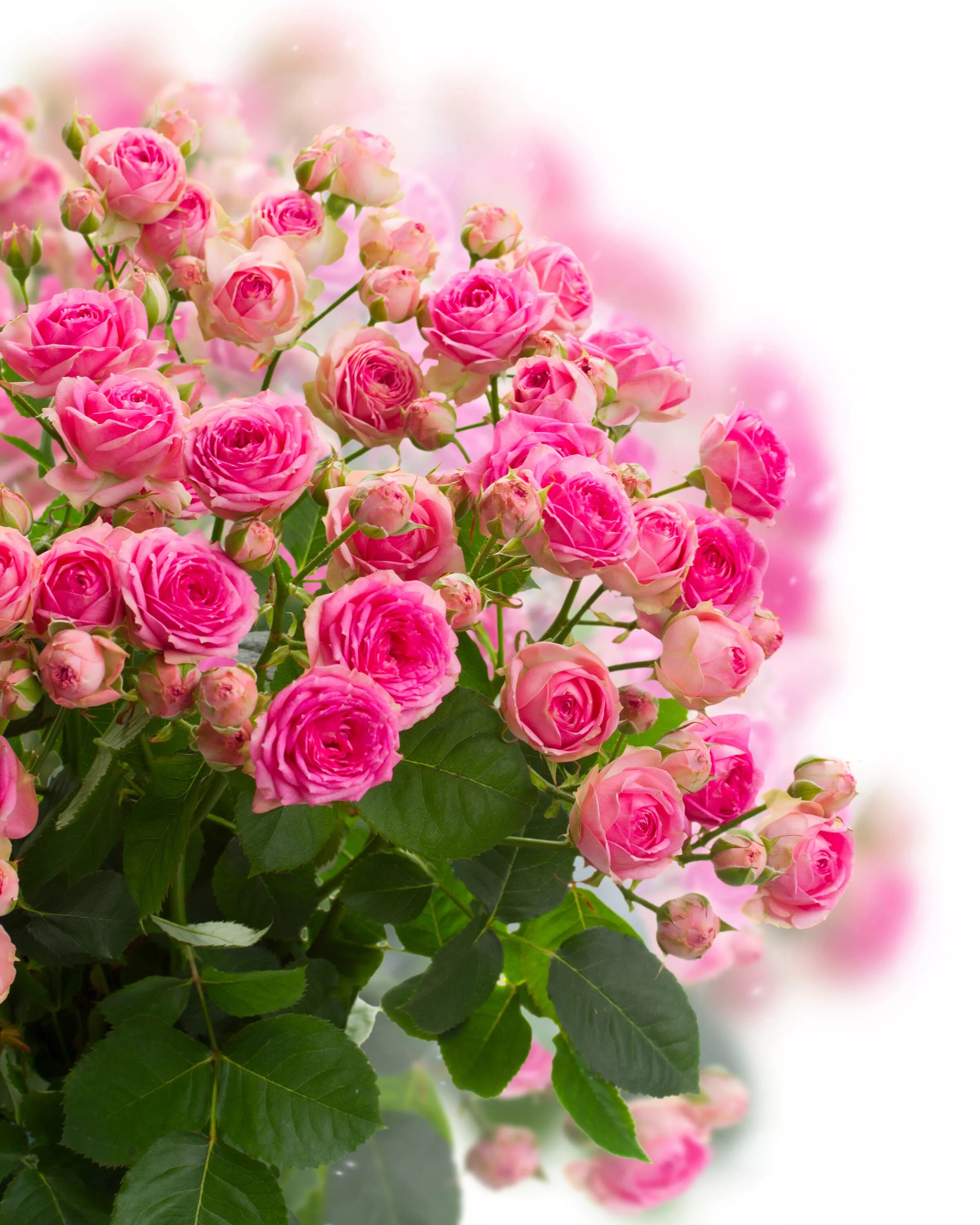 роскошные цветы. роскошный букет. открытки с розами. розы с пожеланием женщине. розовые розы.