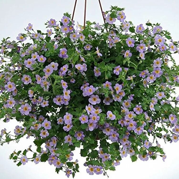 Алиссум и петуния. Бакопа ампельная. Бакопа ампельная. Бакопа ампельная рассада. Бакопа блутопия.