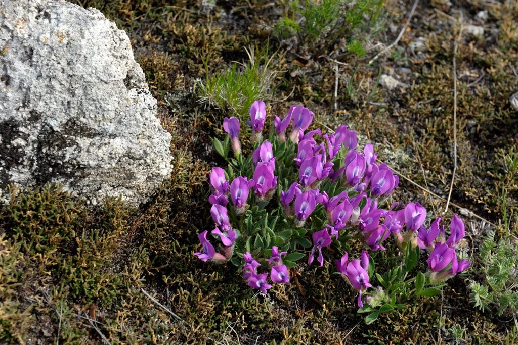 Остролодочник Попова. Остролодочник Байкальский. Остролодочник Чуйский oxytropis tschujae. Копеечник Байкал. Байкальские цветы боткинская ул