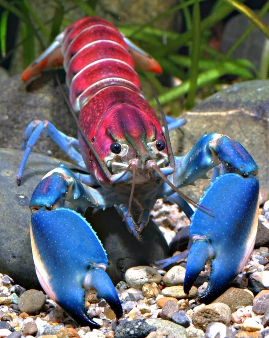 Известные виды раков. Голубой американский Омар. Cherax papuanus. Cherax peknyi. Флоридский лангуст.