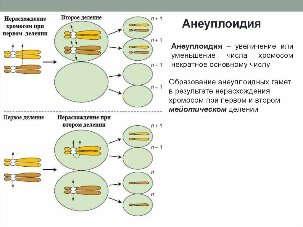 Нерасхождение хромосом в мейозе 1. Нерасхождение хромосом. Механизм нерасхождения хромосом. Механизм возникновения анеуплоидии. Нерасхождение половых хромосом в мейозе.