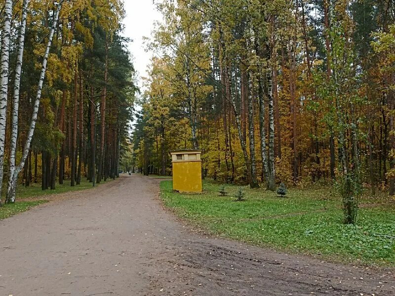 сосновка белгород парк. фото из сосновки. кп лесное озеро калужское шоссе. парк сосновка главная аллея. парк сосновка летняя сцена.