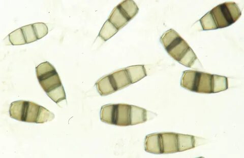 Alternaria alternata что это