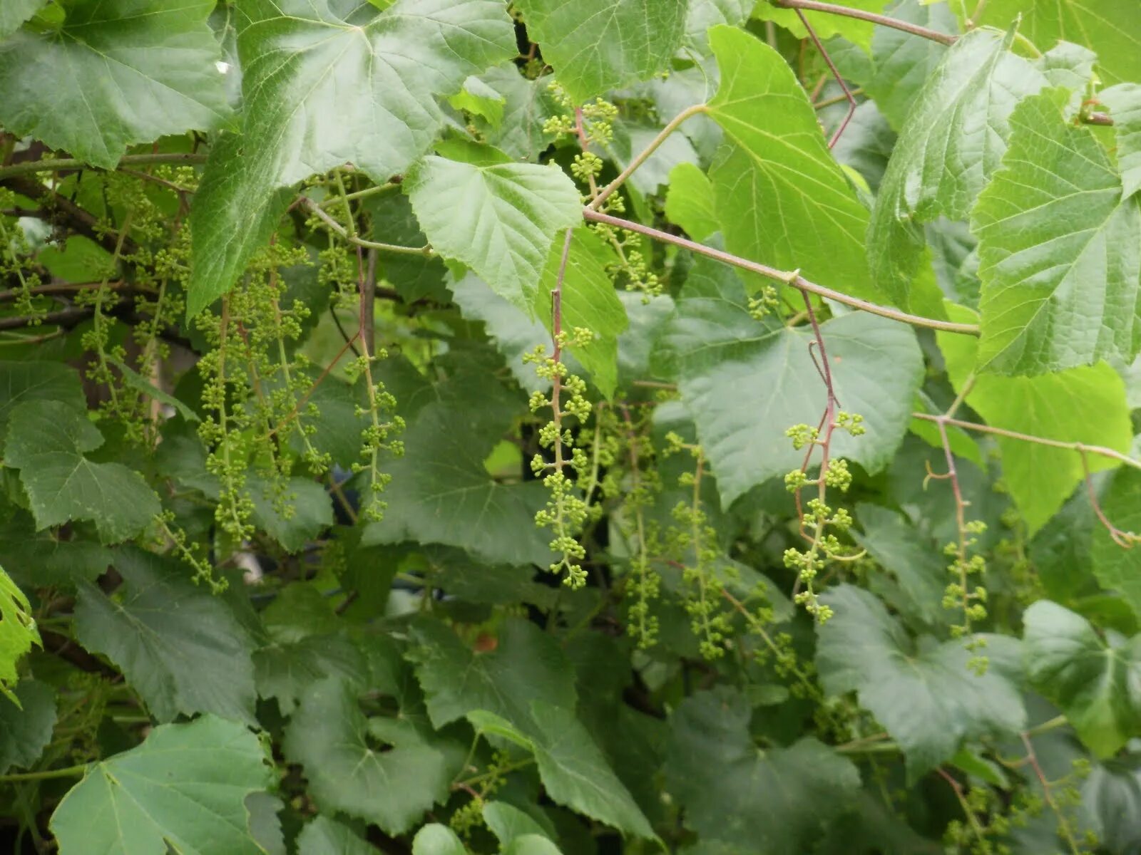 Виноград перед цветением. Виноградная лоза цветение. Vitis vinifera цветение. Кака цветет виноград. Цветение лозы винограда.