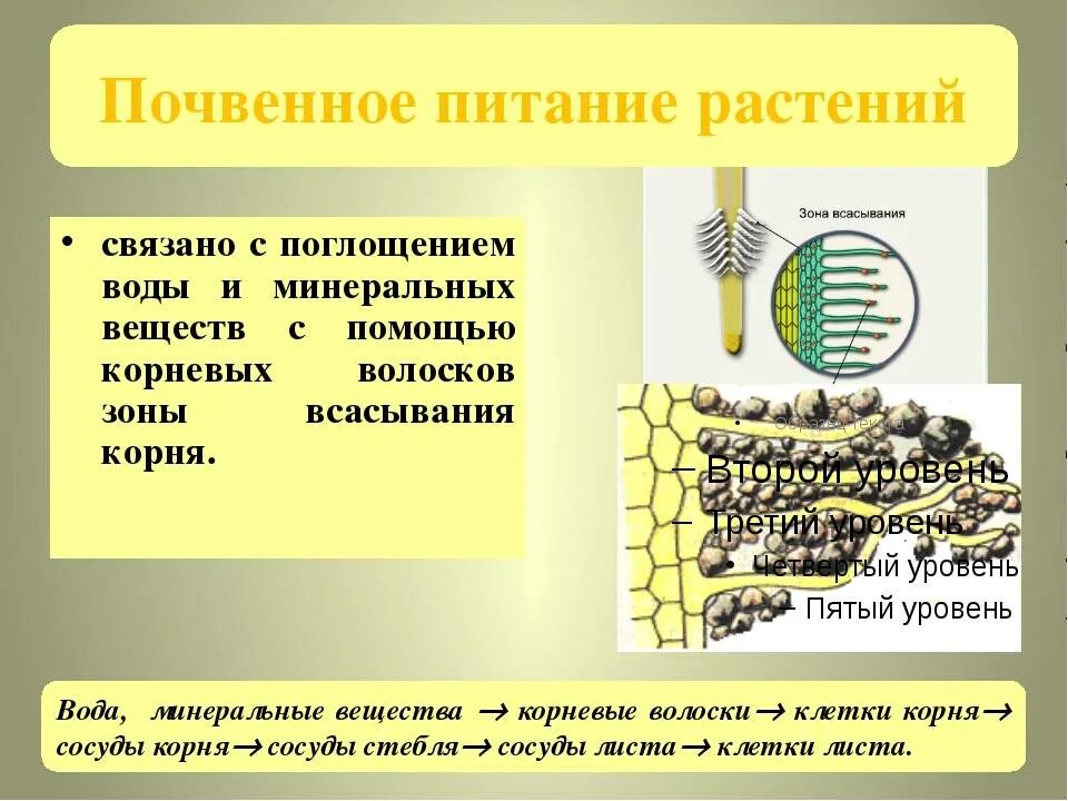 Минеральное питание растений 6 класс биология вывод. Минеральное питание растений 6 класс биология таблица. Минеральное почвенное питание растений. Минеральное и Корневое питание растений.