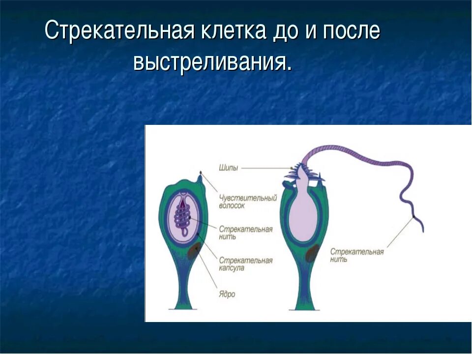 Стрекательная клетка состоит из. Строение стрекательной клетки гидры. Стрекательные клетки кишечнополостных. Строение стрекательной клетки кишечнополостных. Схема строения стрекательной клетки.