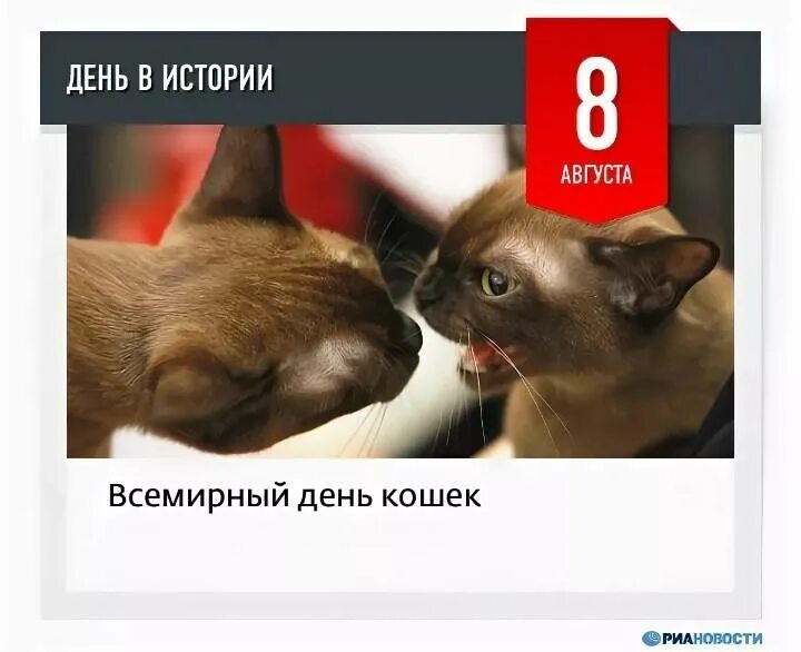 Всемирный день котиков. Всемирный день кошек. Всемирный день кошек август. 08 Августа Всемирный день кошек. День кота 8 августа.