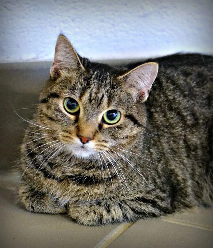 File:European shorthair portrait 2 Quincy.jpg - Wikimedia Commons